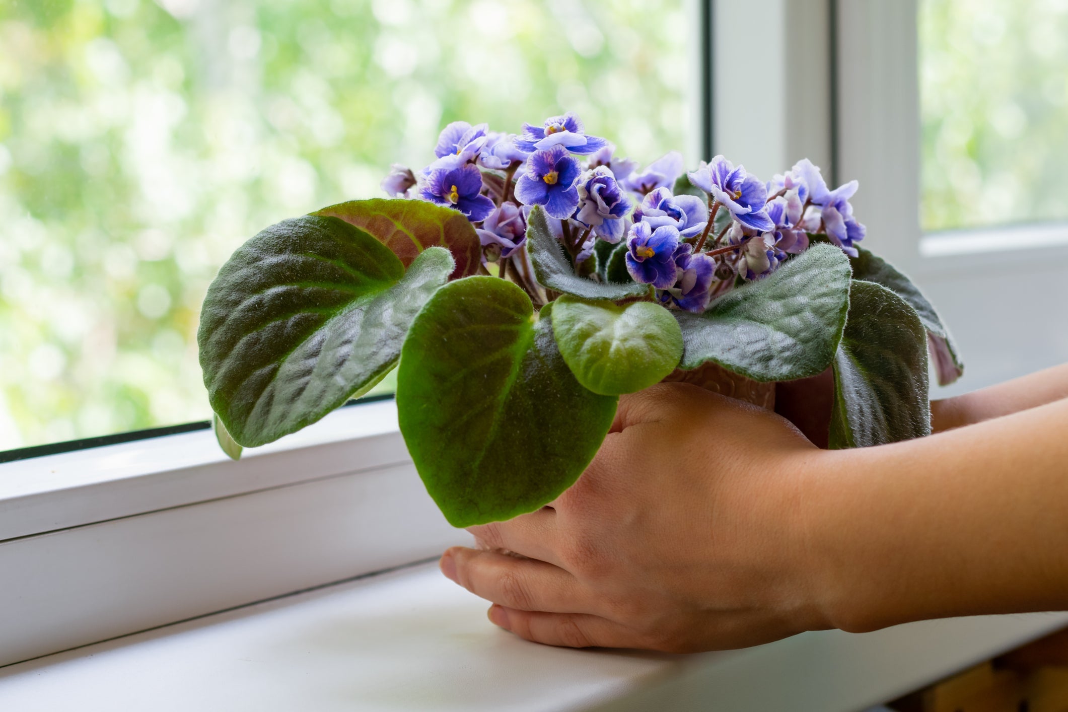 Indoor Plant Fertilizer - Food for Your Houseplant