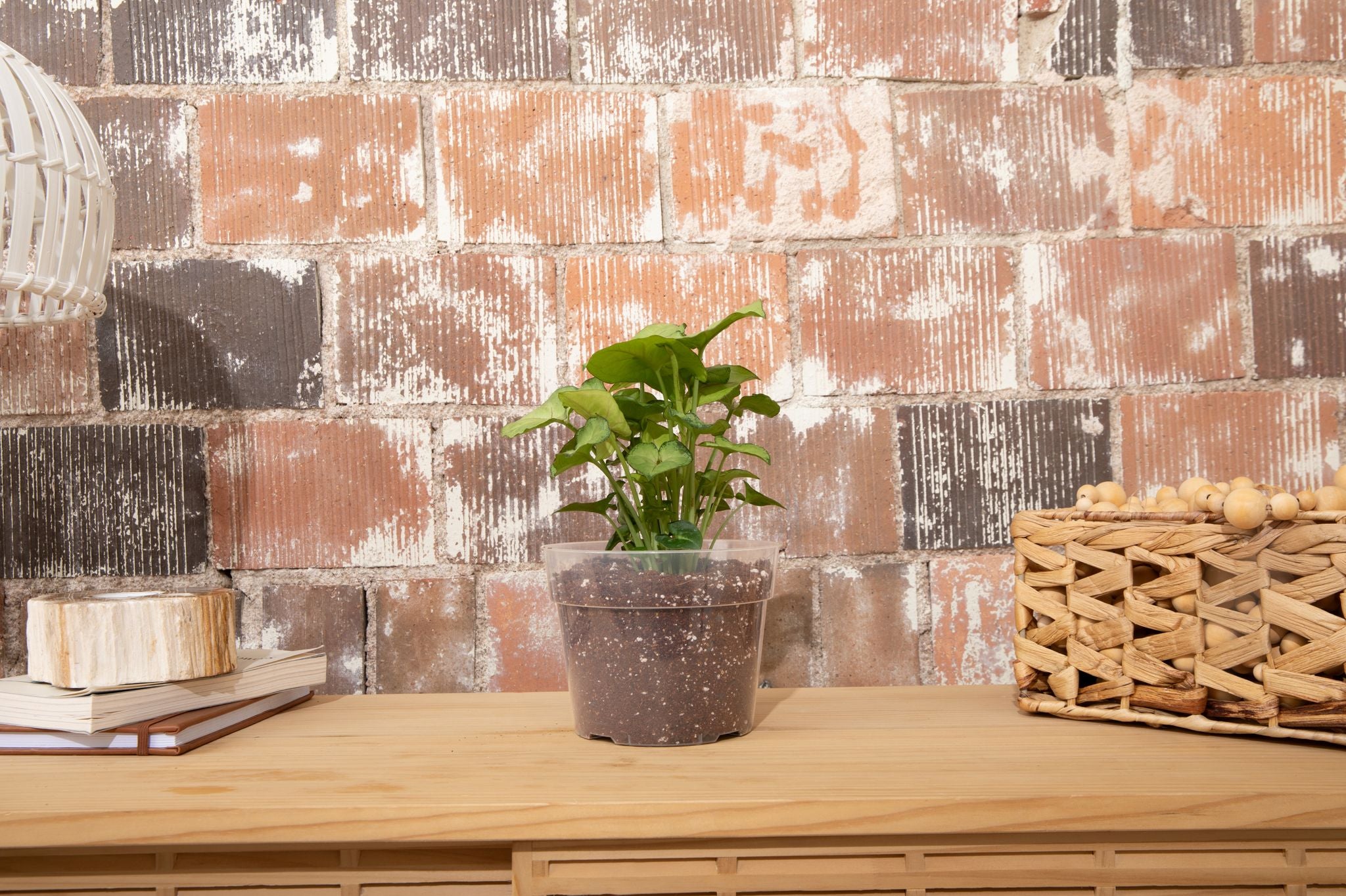 Crystal Clear Orchid Pots