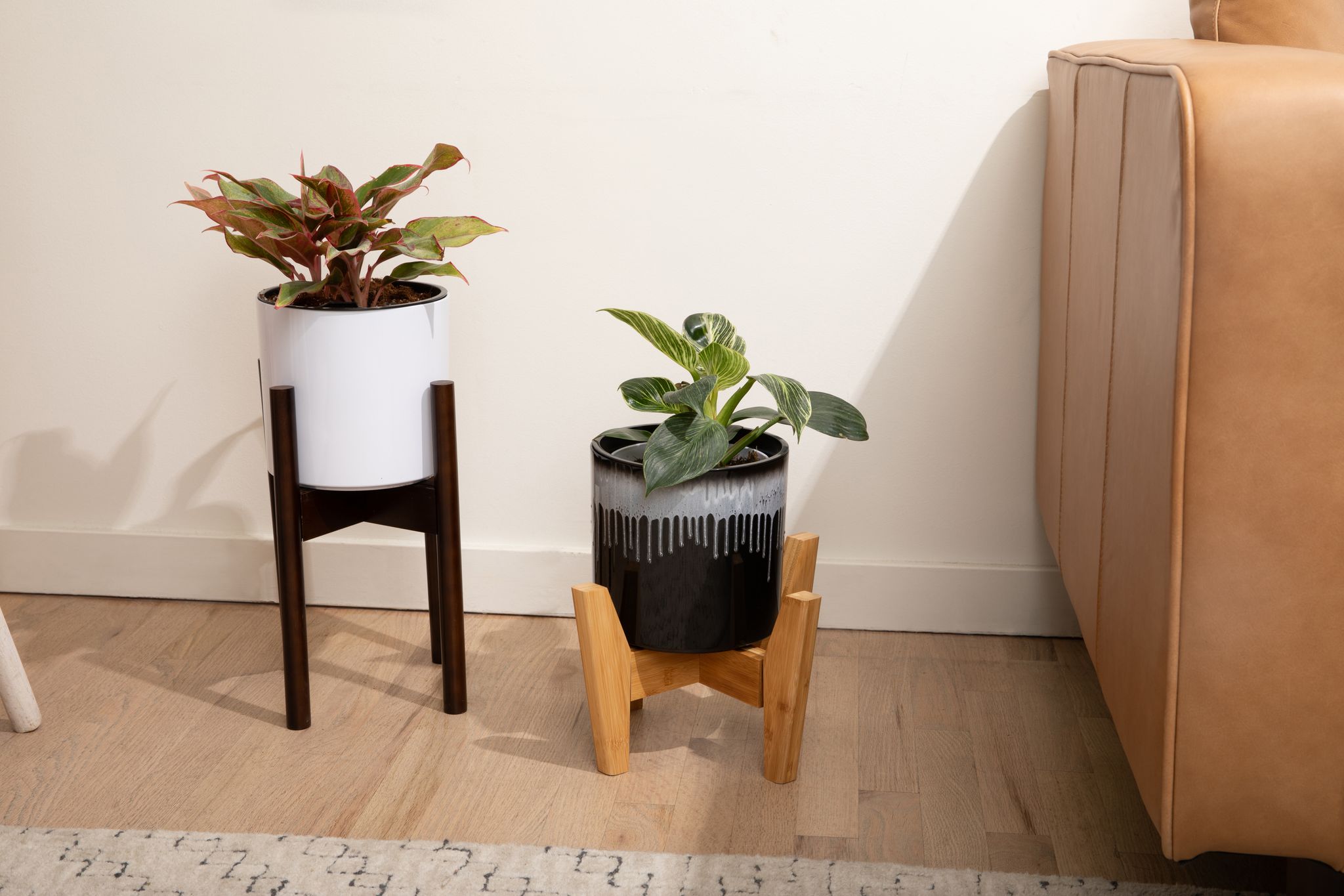 Houseplant Deals