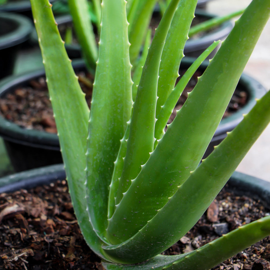 aloe vera plant in stores Aloe Vera – rePotme