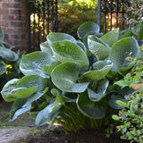 Spring Top 15 Hosta Collection
