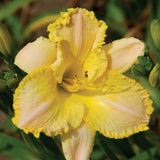 All Nature Sings Daylily