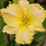 Altogether Lovely Daylily