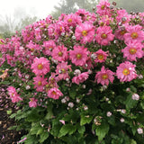 Spring Sun Loving Garden Collection