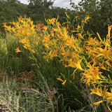 Autumn Minaret Daylily
