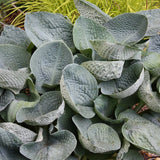 Spring Top 15 Hosta Collection
