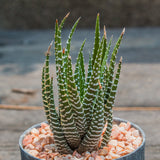 Big Band Zebra Plant