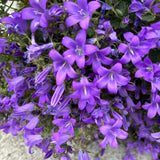 Birch Hybrid Bellflower