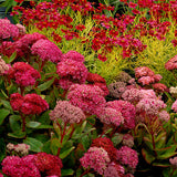 Spring Sedum Collection