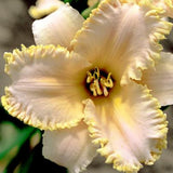Dazzling Daylilies Clearance #1