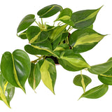 Brasil Philodendron