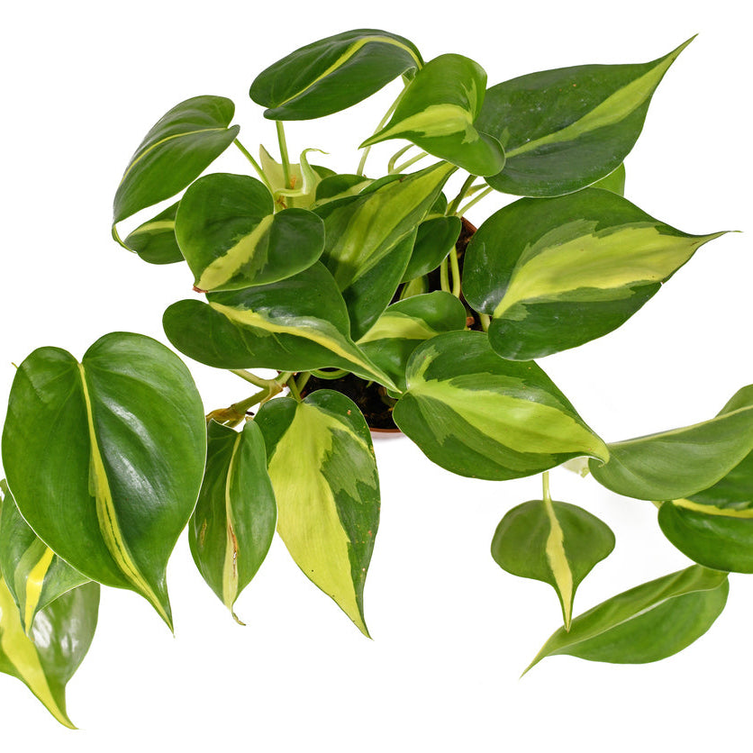 philodendron brasil pp12956 Brasil Philodendron – rePotme