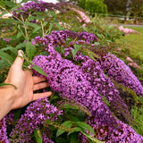 Butterfly Bush