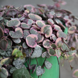 Pretty Pink String of Hearts