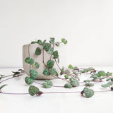 String of Hearts