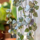 String of Hearts