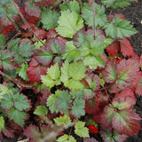 Color Flash Astilbe