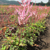 Color Flash Astilbe