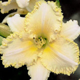 Calico Sunset Daylily