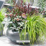 EverColor® Everillo Carex