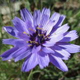 Spring Sun Loving Garden Collection
