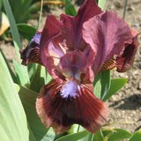 Cat's Eye Dwarf Iris - 50 Pack - Wholesale Exclusive