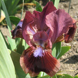 Cat's Eye Iris - 50 Pack - Wholesale Exclusive