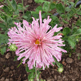 Centerpiece Chrysanthemum