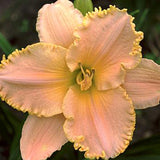 Charlie's Dream Daylily - representative mature plant