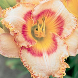 Dazzling Daylilies Clearance #1