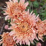 Pat Lehman Chrysanthemum