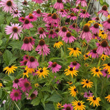 Colorful Coneflower