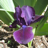 Dark Crystal Dwarf Iris - 50 Pack - Wholesale Exclusive