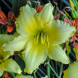 Big Time Happy Daylily