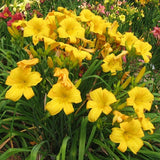 Buttered Popcorn Daylily