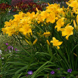 Buttered Popcorn Daylily