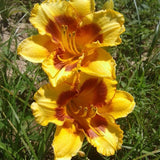Fooled Me Daylily