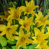 Hyperion Daylily - representative mature plant