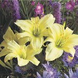 Ice Carnival Daylily