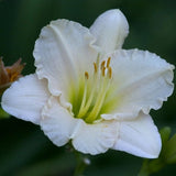 Ice Carnival Daylily