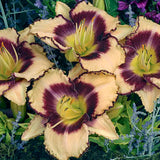 Inwood Daylily