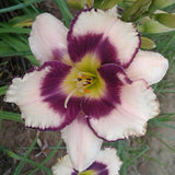 Inwood Daylily