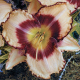Inwood Daylily