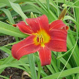 Little Tyke Daylily - Heritage Collection