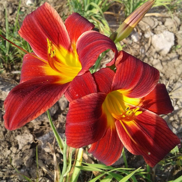 Little Tyke Daylily - representative mature plant