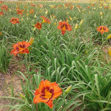 Mighty Chestnut Daylily