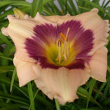 Mother's Melody Daylily