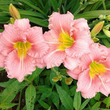 My Sweet Rose Daylily