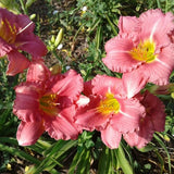 My Sweet Rose Daylily
