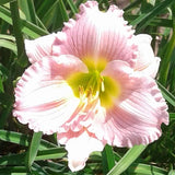 Pastures of Pleasure Daylily